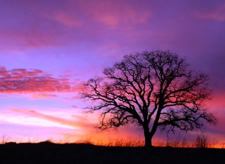 Sunsets Silent Watcher