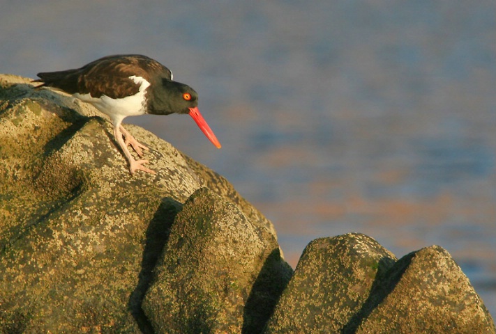 American Oystercatcher