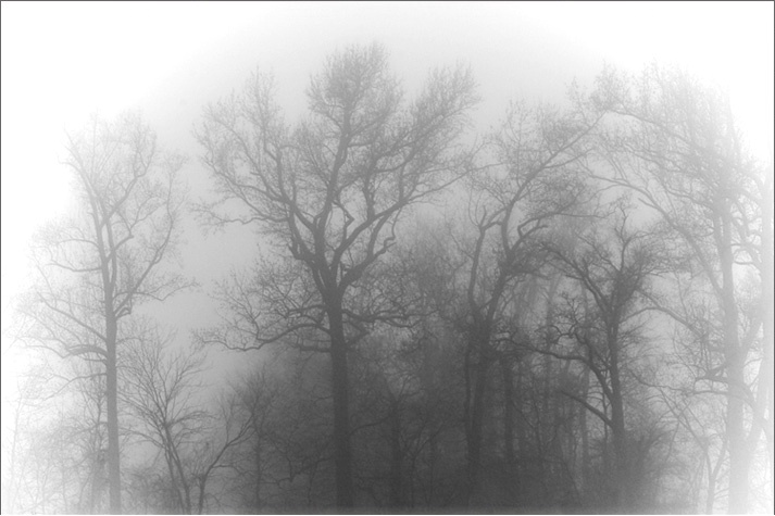 Foggy Morning Art