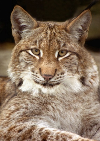 Lynx Portrait