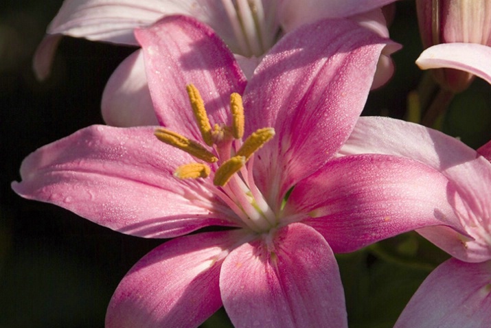 Pink Lily #2 - ID: 1644959 © Larry J. Citra
