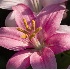 2Pink Lily #2 - ID: 1644959 © Larry J. Citra