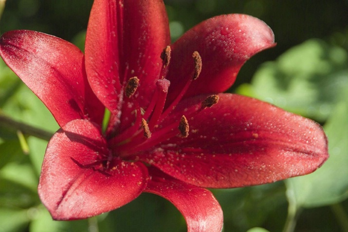 Red Lily - ID: 1644960 © Larry J. Citra