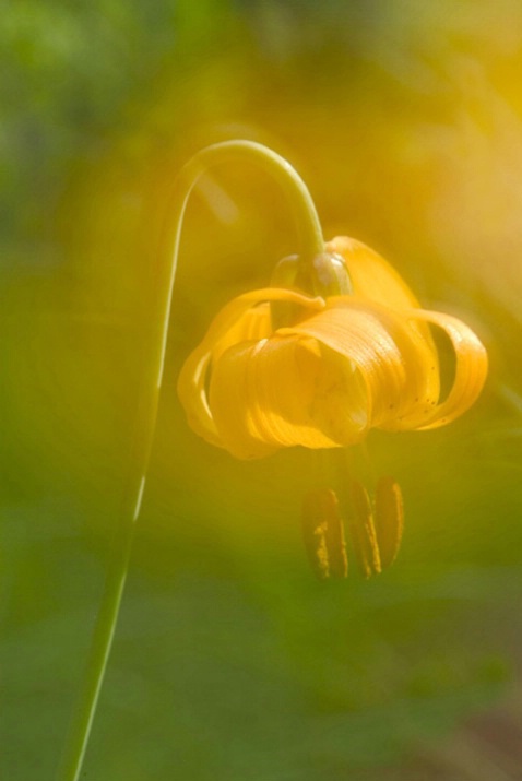 Wild Tiger Lily (Lilium parviflorum) - ID: 1644964 © Larry J. Citra