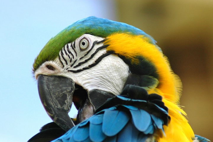 Blue and Gold Macaw Portrait
