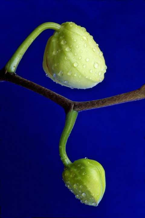 Buds on Blue