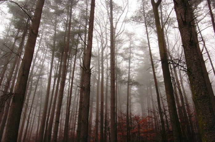 Pine Forest - ID: 1646276 © Karen L. Messick