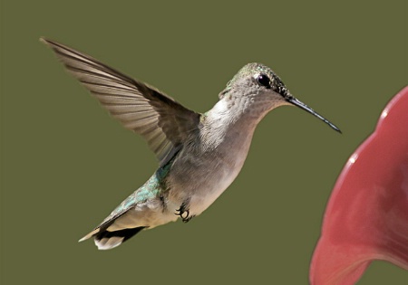 Female Ruby-Throated Hummingbird