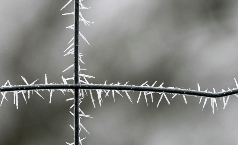 Barbed wire ... made from Winter