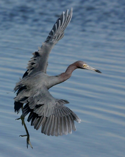 Little Blue Heron