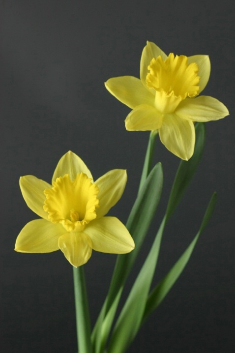 Daffodils - ID: 1648830 © Patricia A. Casey