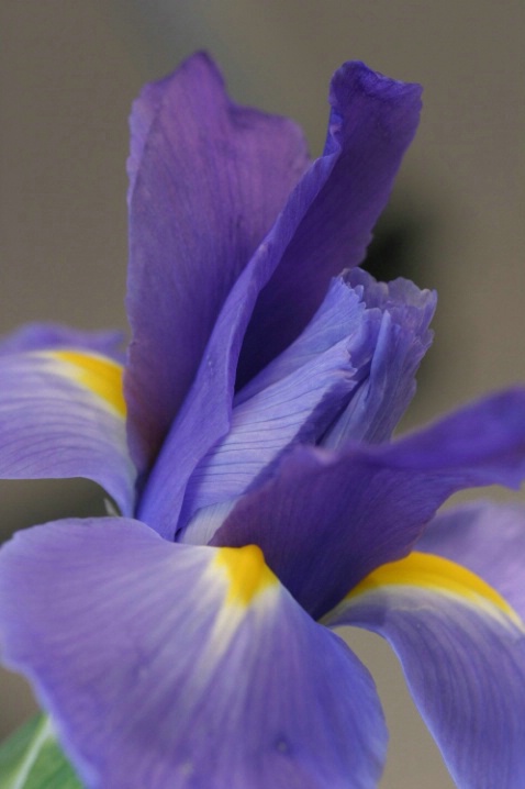 Purple Iris - ID: 1648848 © Patricia A. Casey