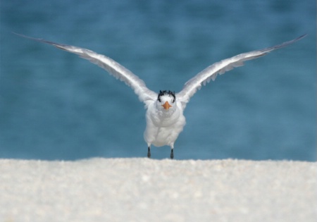 Tern Takeoff