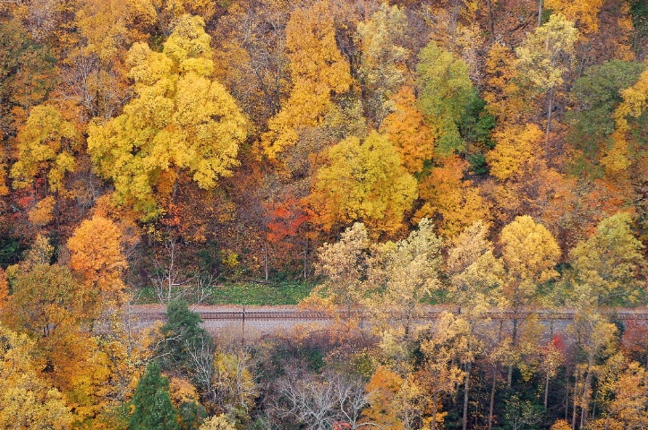 Passage Through Golden Trees