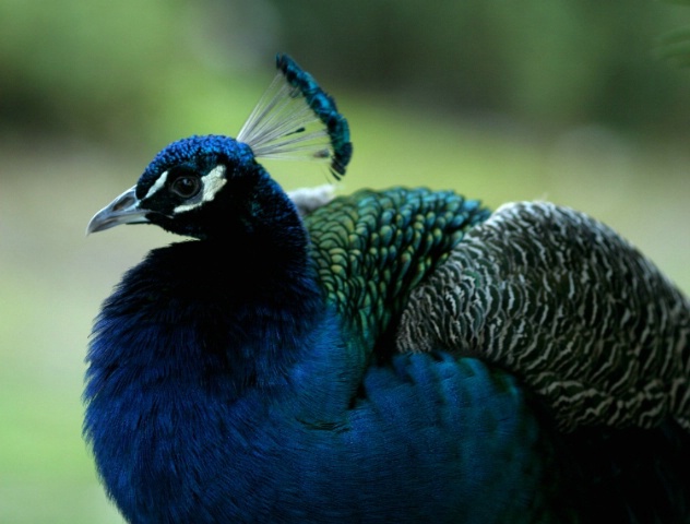 img4