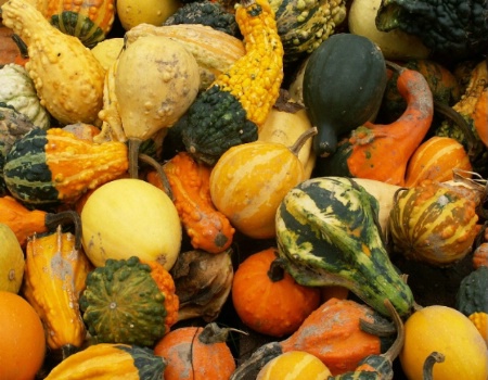 Colorful gourds