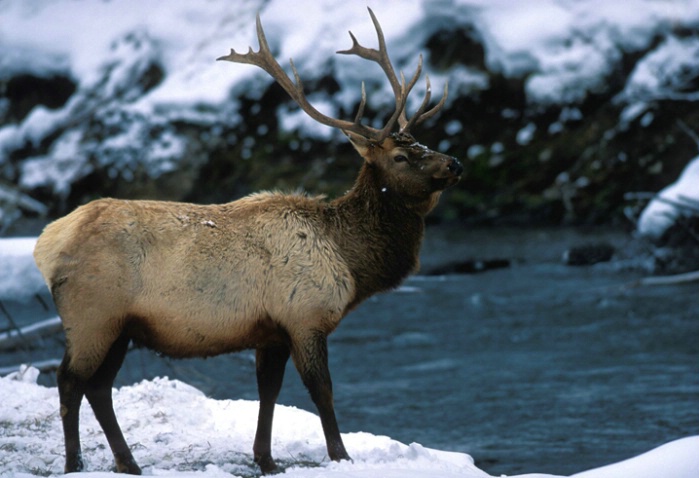 Elk - ID: 1654515 © Karen L. Messick