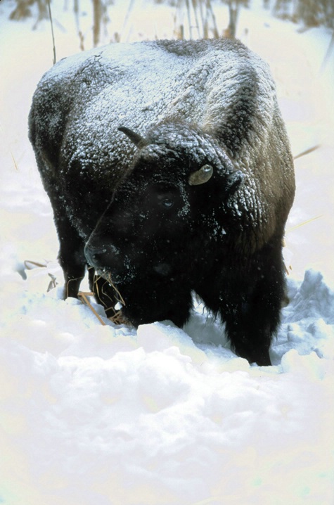 Grazing Bison - ID: 1654527 © Karen L. Messick