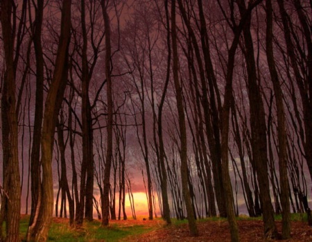Mystery Forest