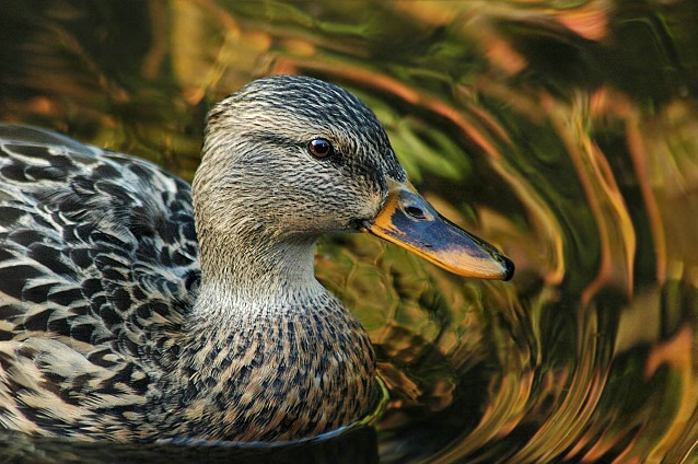 Ripples Of Color