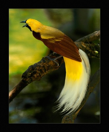 Bird of Paradise