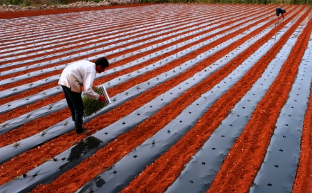 Tomato Farmers