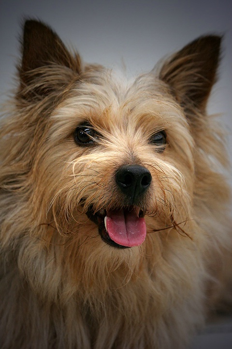 Norwich Terrier