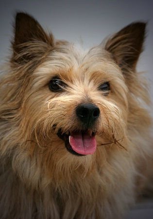 Norwich Terrier