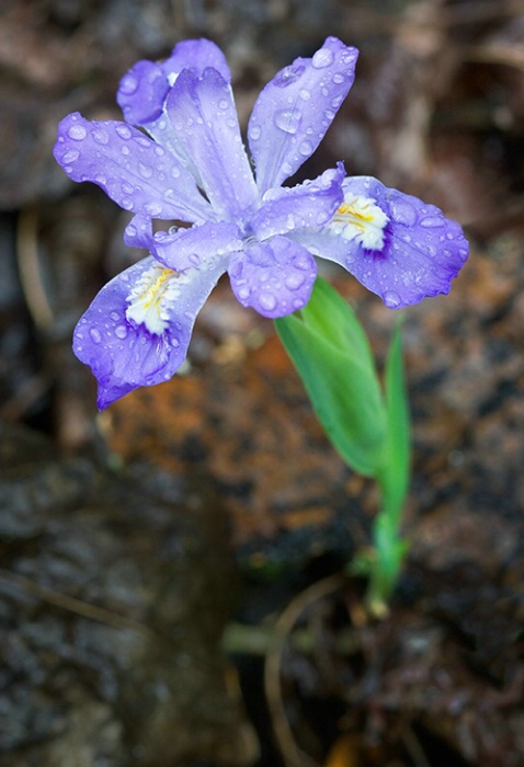 Dwarf Iris 4-48-05 - ID: 1655531 © Robert A. Burns