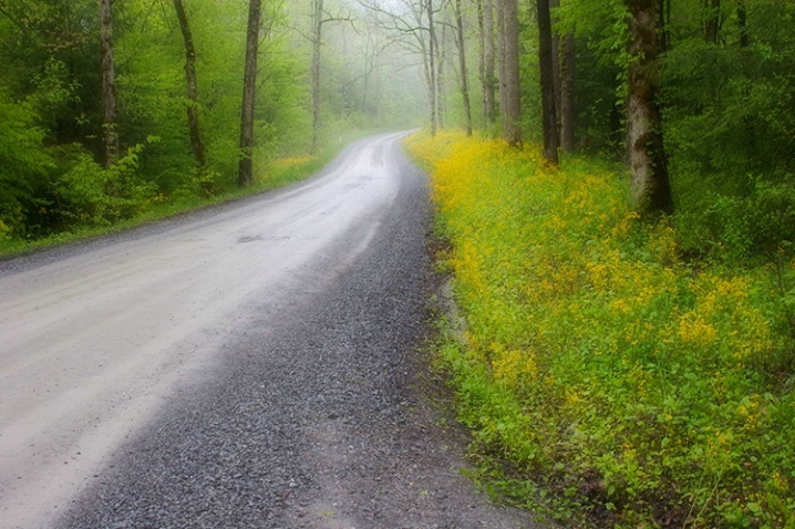 Smoky Mt. National Park 4-29-05 - ID: 1655532 © Robert A. Burns