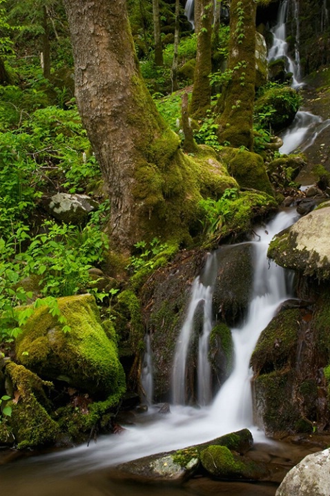 Smoky Mt. National Park 4-28-05 - ID: 1655534 © Robert A. Burns