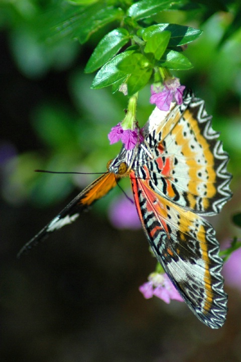 Upside-Down Lacewing