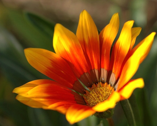 Sun flower 3