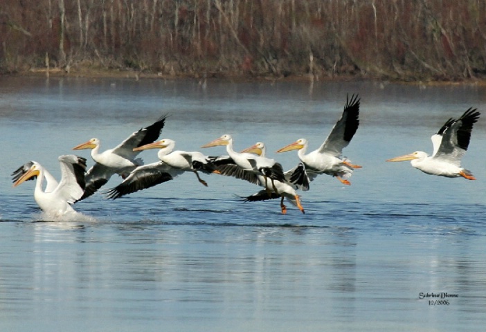  Flight of the Pelicans