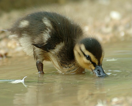 Drinking Duckling