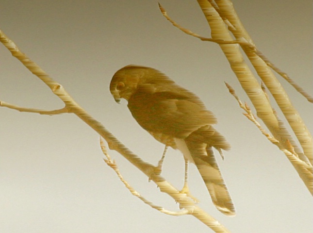 img15