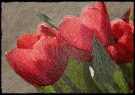 Tulip Impression