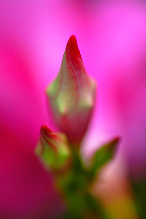 Pencil Buds on Pink