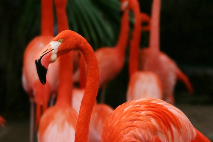 Flamingo @ the Audubon Zoo