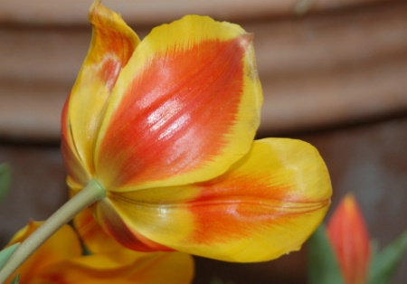 First  Tulip for 2006