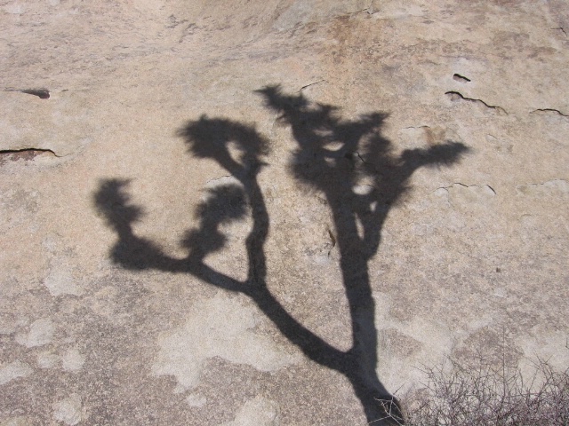 J-tree shadow on echo rock