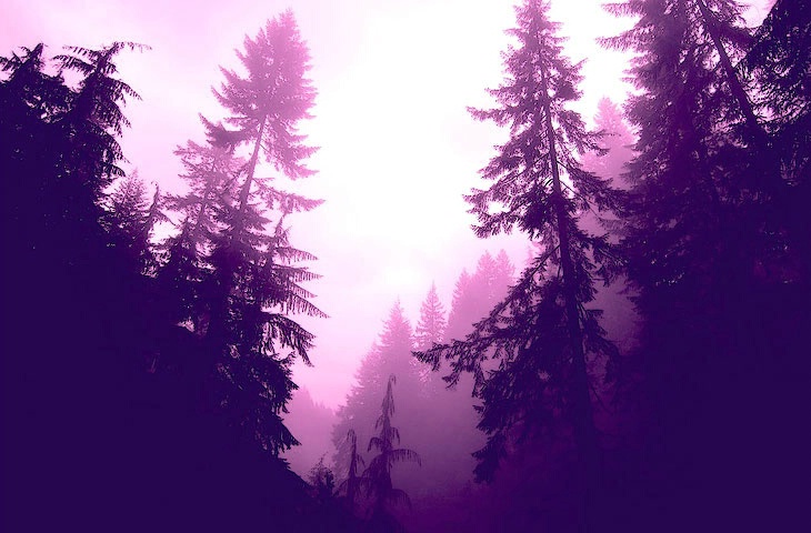 The Purpe Forest
