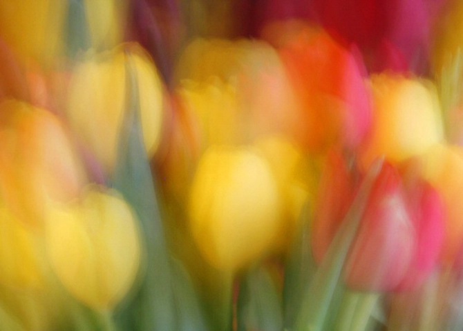 Tulip Abstract