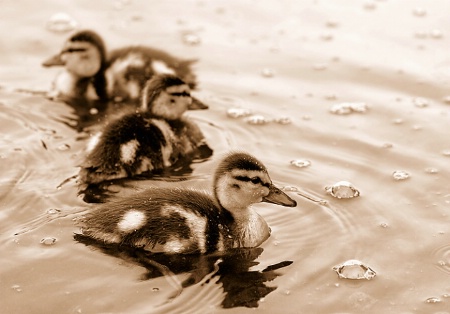 Ducklings