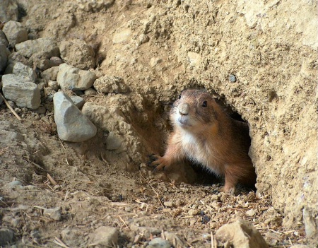 Prarie Dog