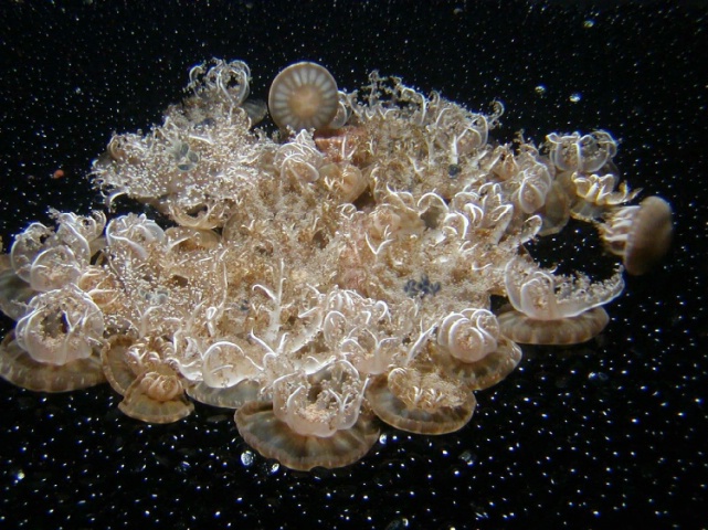 Jellyfish - Monterey Aquarium