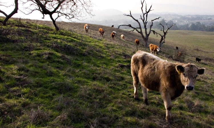 "Cows grazing at Stanford"