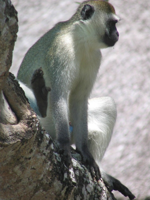 Posing Monkey