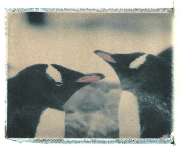 2 Penguins 