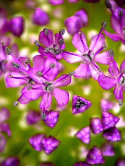 Field of Flowers